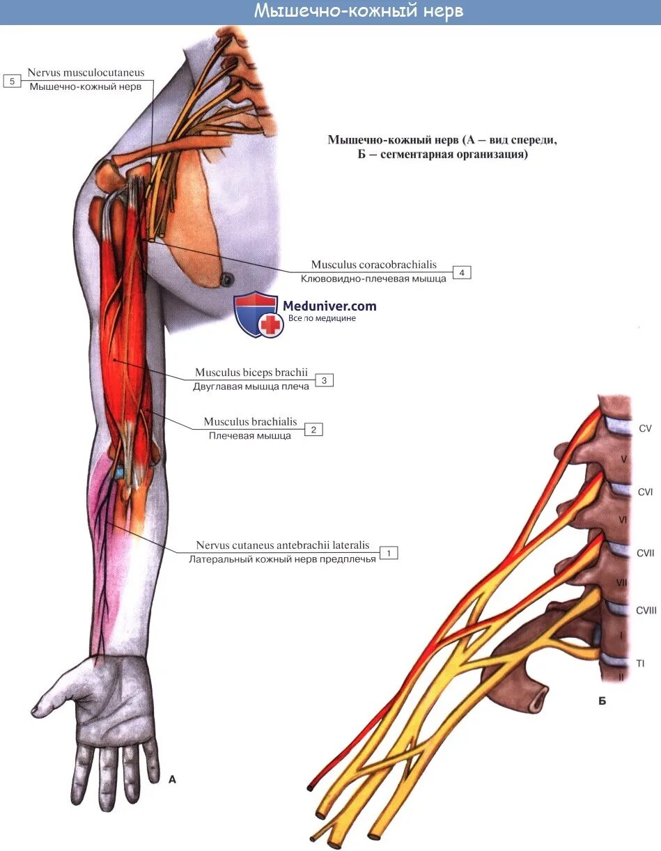 Кожно нервные. Мышечно-кожный нерв иннервирует. Мускулокутанеус нерв. Мышечно-кожный нерв иннервирует мышцы. Мышечно-кожный нерв (n. musculocutaneus).