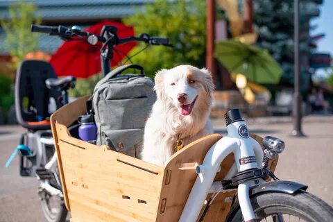 Dogs bike