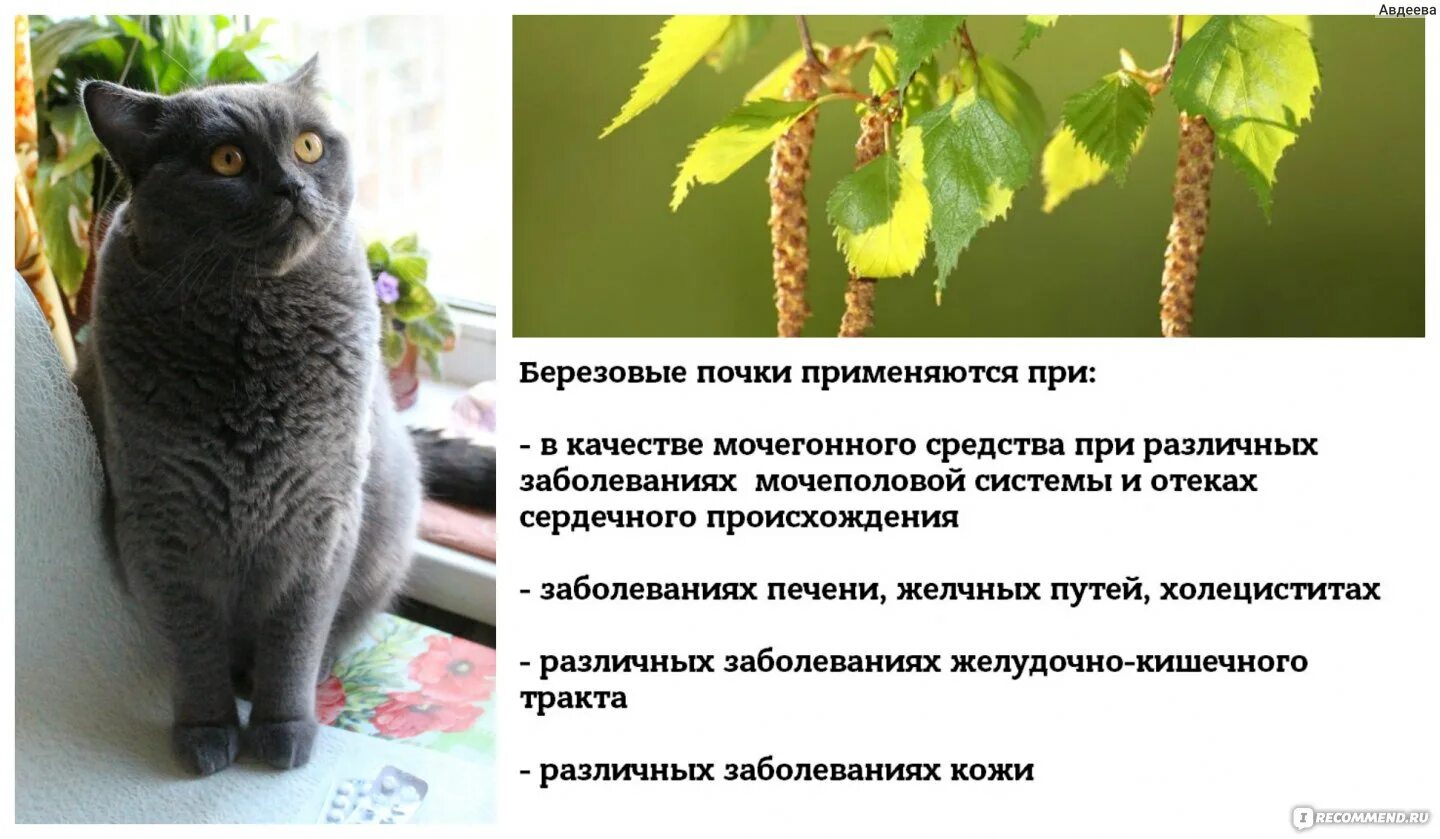 Заболевания кошек список с картинками