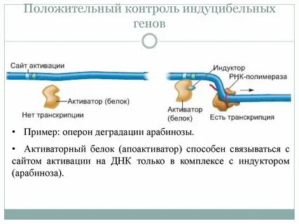 Положительный геном