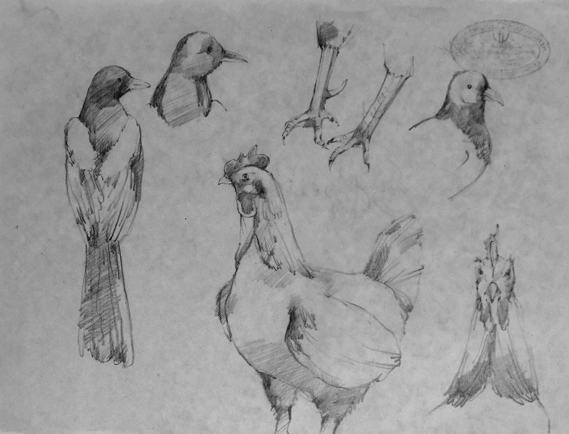 Натур птица. Зарисовки птиц. Наброски и зарисовки птиц. Этюды и зарисовки животных и птиц. Курица набросок.