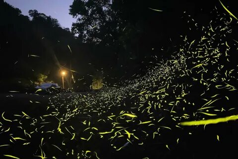 Fireflies ai