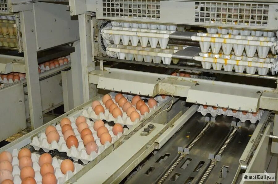 Ооо птицефабрика инская беловского района. Мысковская птицефабрика. Мысковская птицефабрика мыски. Инская птицефабрика логотип. Мысковская птицефабрика.