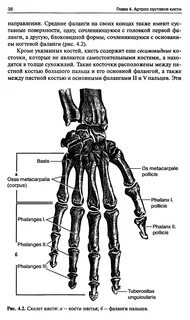К костям кисти относится