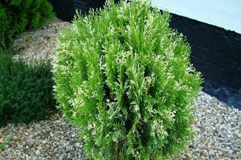 Platycladus orientalis aurea nana variegata. Туя восточная платикладус. туя восточная биота. туя восточная плосковеточник. platycladus orientalis туя восточная плосковеточник.