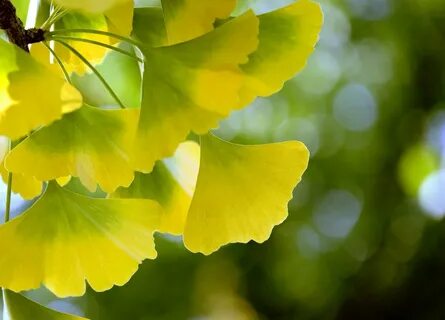Ginkgo biloba
