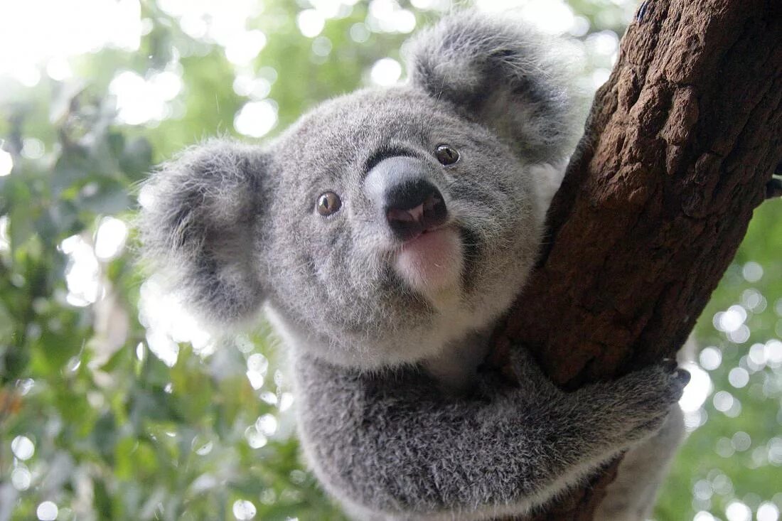 Лоун Пайн коала. Брисбен парк коал. Австралийская коала. Заповедник Lone Pine Koala.