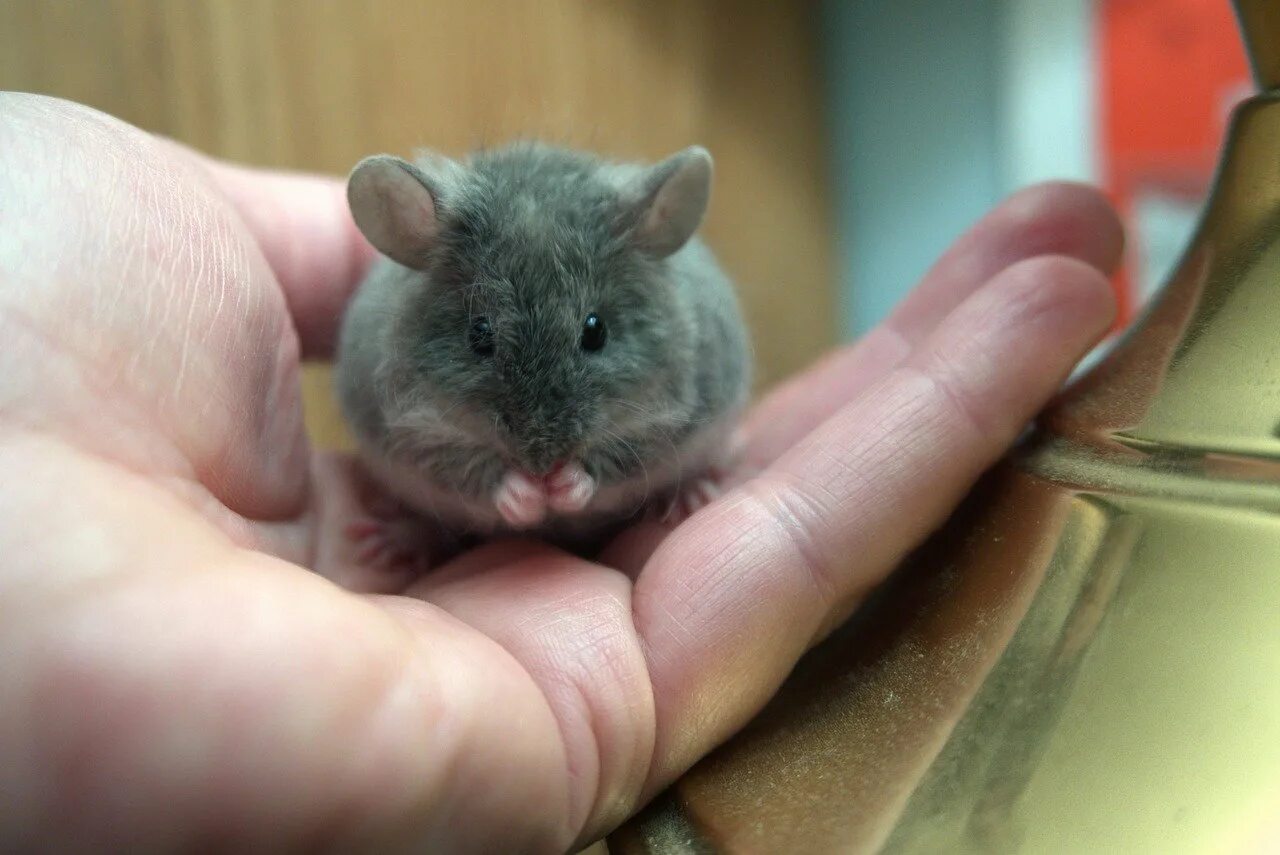A mouse a small body