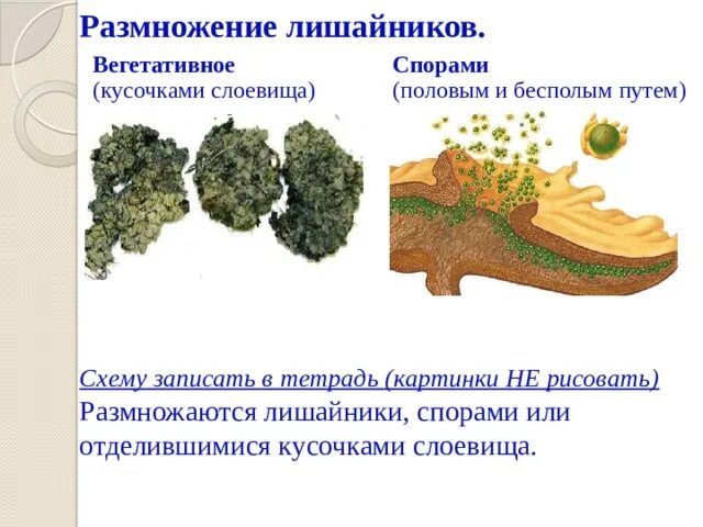 Лишайники строение размножение. Вегетативное размножение лишайников. Размножение лишайников схема. Бесполое размножение лишайников. Лишайник бесполое размножение.