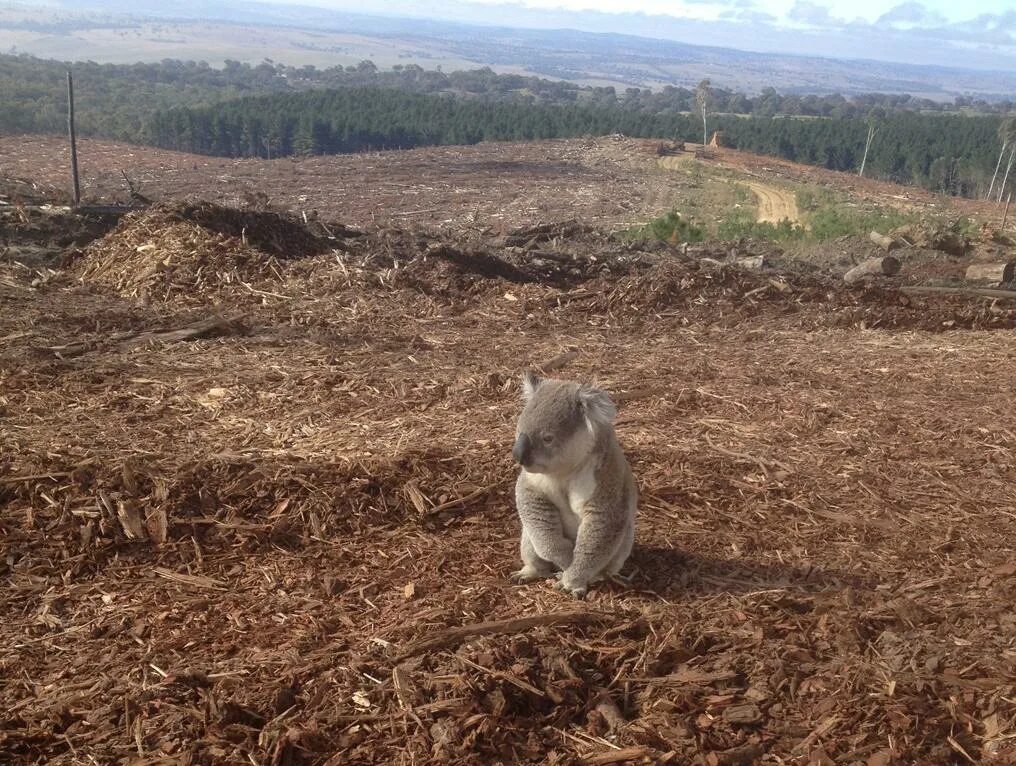 Destroy wildlife. Вырубка лесов и животные. Вырубание лесов животные. Разрушение среды обитания. Разрушение среды обитания животных.