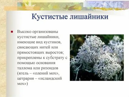 Лишайник информация