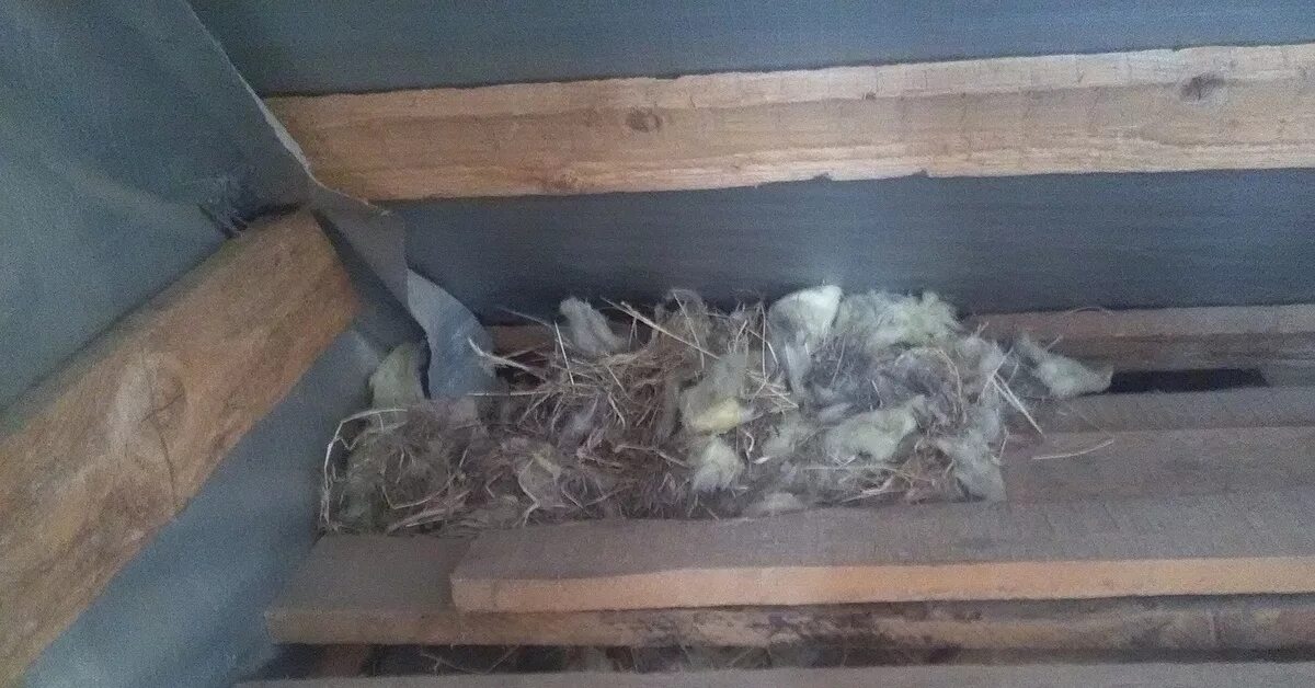 Пол под гнездо