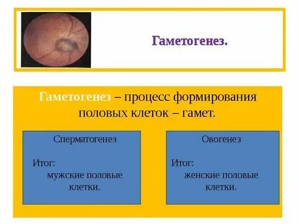Последовательность развития половых клеток и зародыша