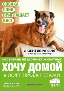 Фестиваль бездомных животных