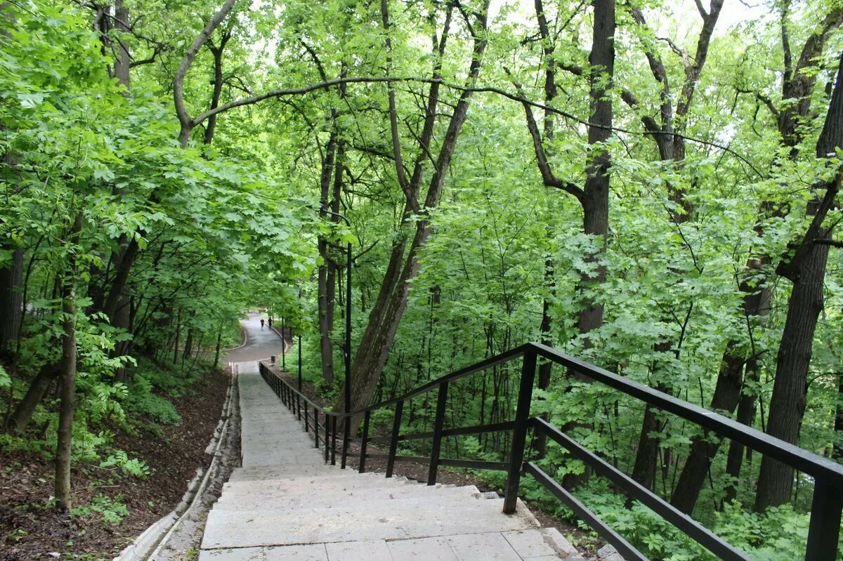 Андреевские пруды воробьевы горы. Эко тропа воробьевы горы. Москва экотропа на воробьевых горах. Природный заказник воробьевы горы москва. Подсветка леса.