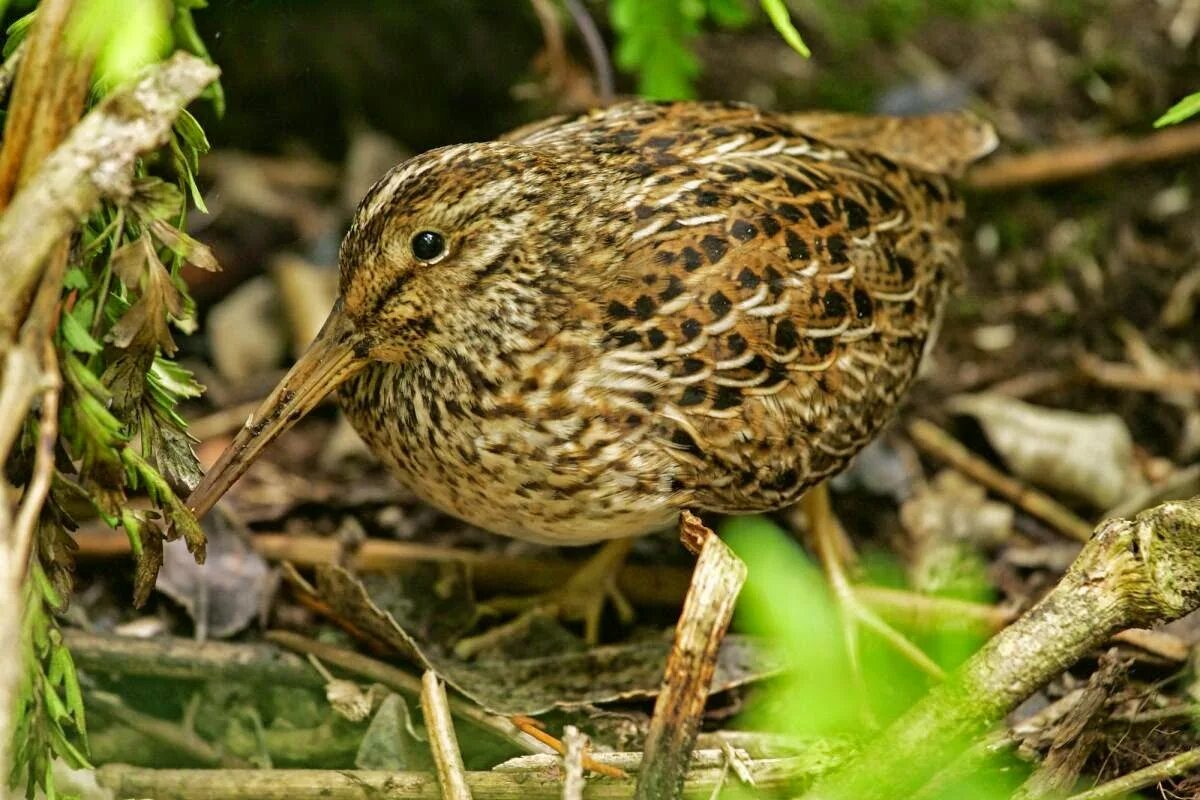 Coenocorypha barrierensis. Снайп птичка. Птица 7 букв. Sabines Snipe.