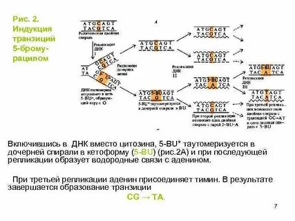 Трансверсия