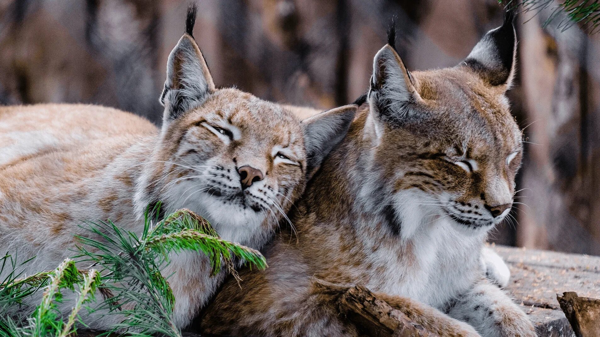 Рысь на урале. Рысь хантомонсийск тайга. Рысь в тайге. Хищные животные рысь. Рысь уссурийской тайги.