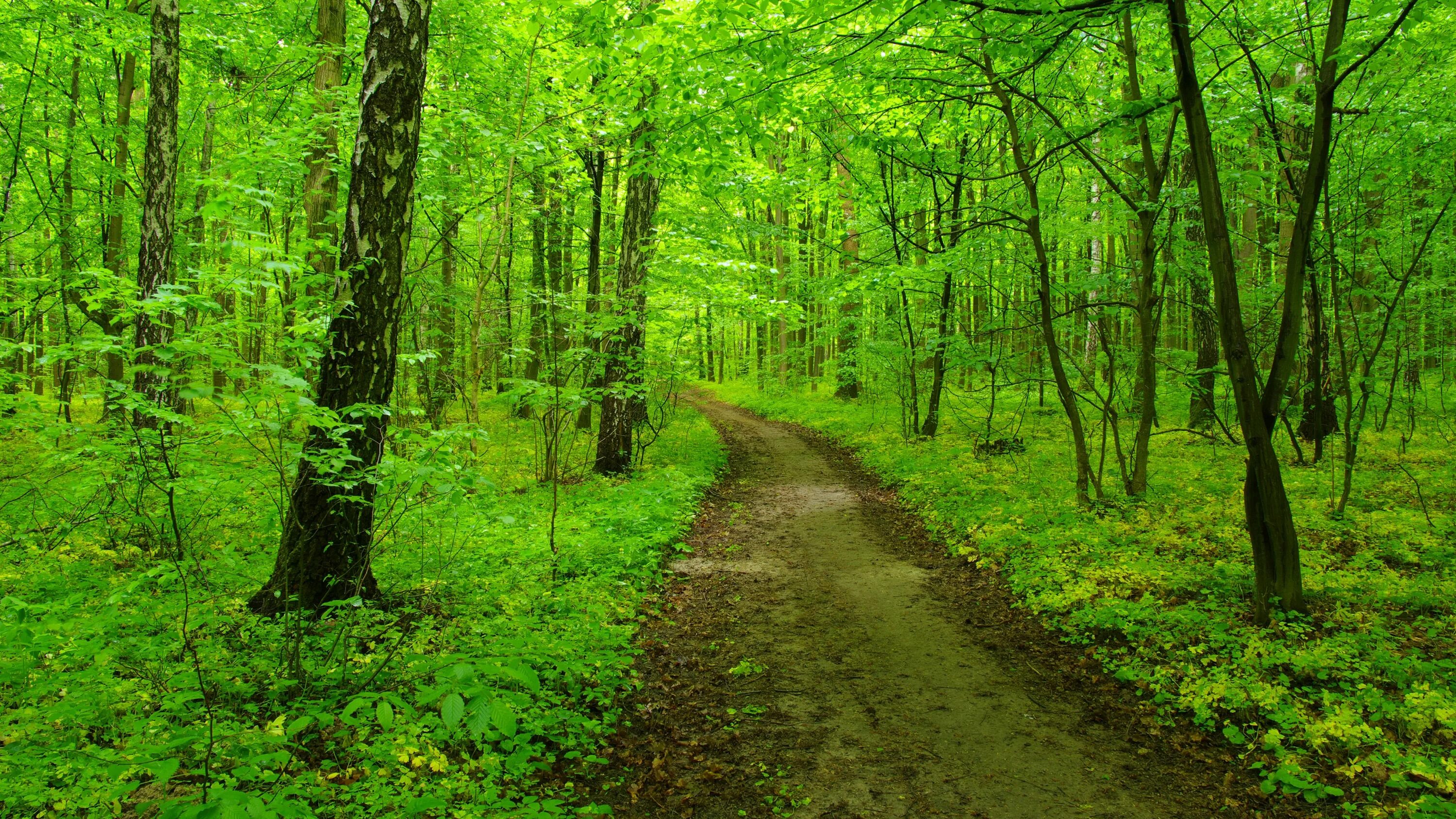 а 4 в лесу. густой лес.