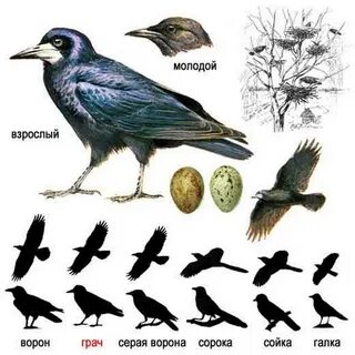 Чем ворон отличается от вороны и грача