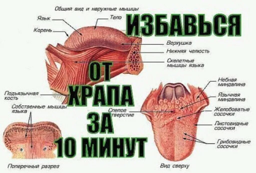 Храп избавиться эффективно. Язык верхушка тело корень. Воспалился корень языка.