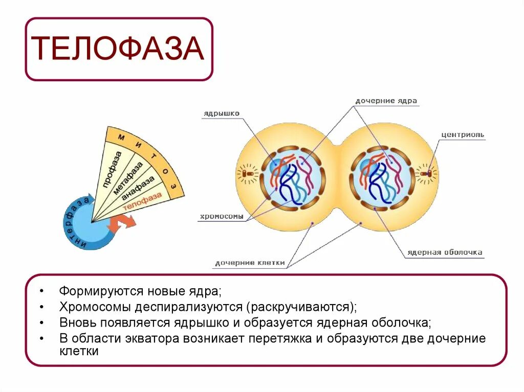 Образуется две дочерние клетки