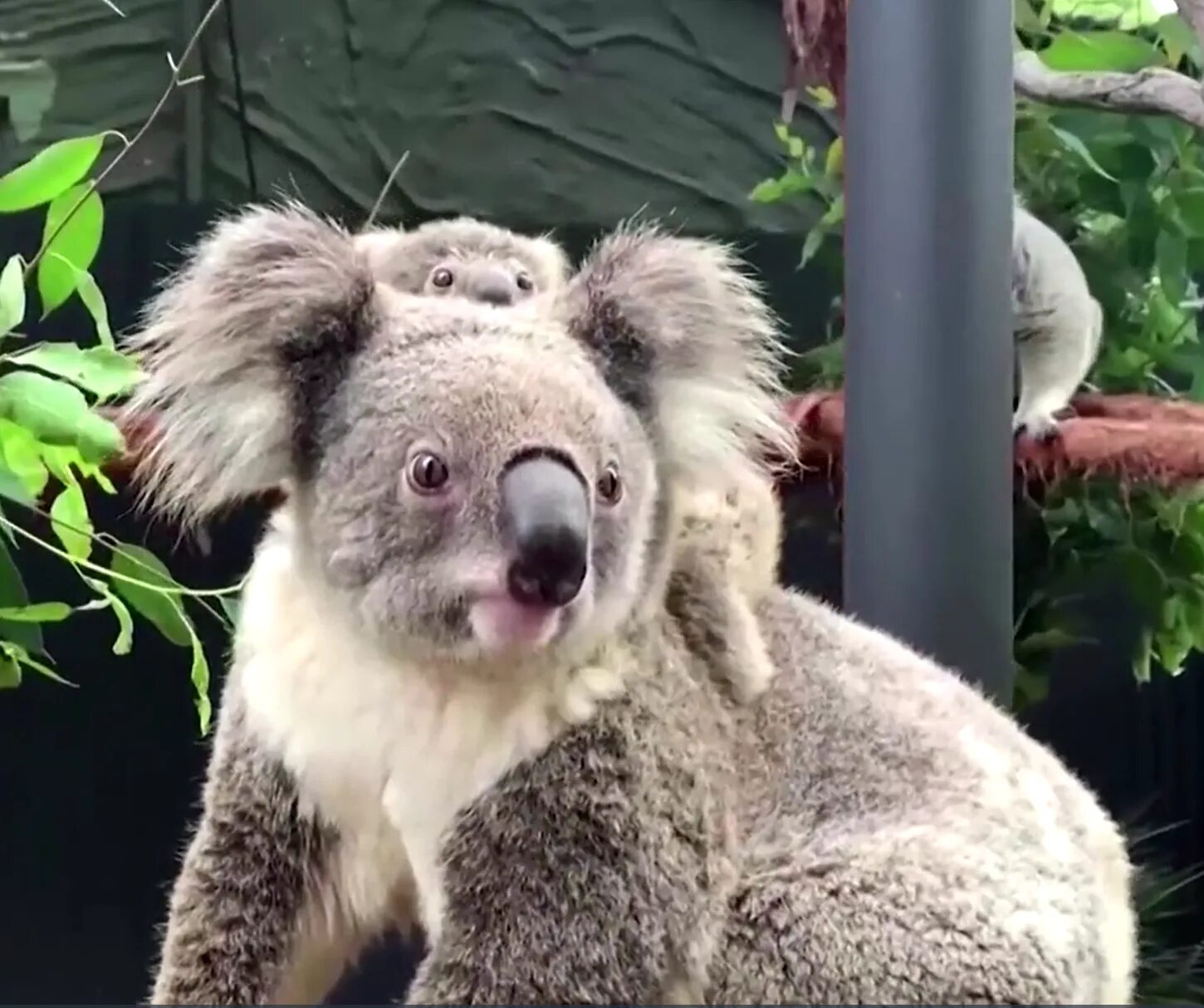 Коала в зоопарке. Зоопарк Таронга коалы. Коала в Австралии. Коала рожает. Родила коала.