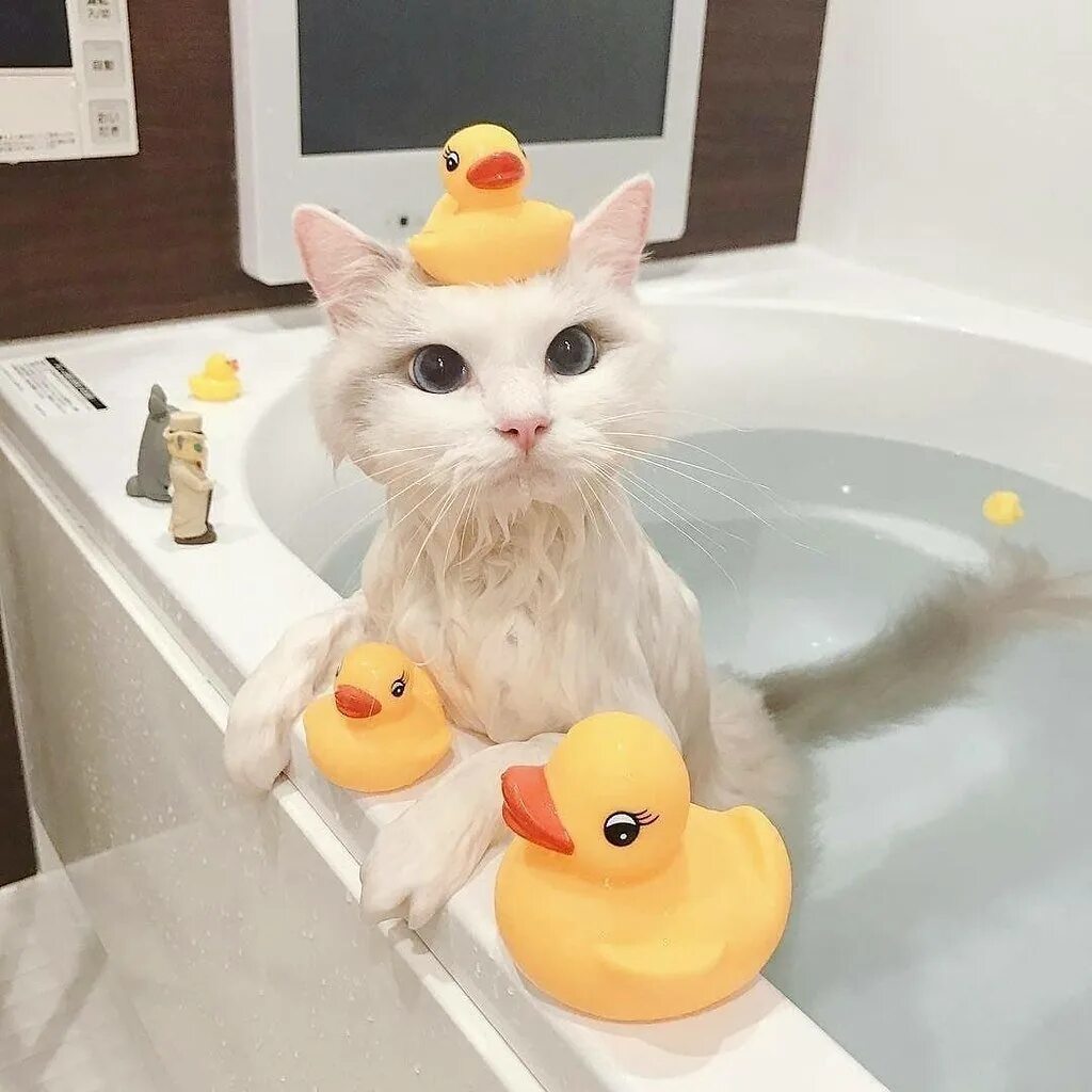 Котик в ванной. Кошка в ванной. Кошка Ван. Кот купается. Видео коты в ванне