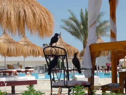 Albatros sharm ex beach 4 отзывы