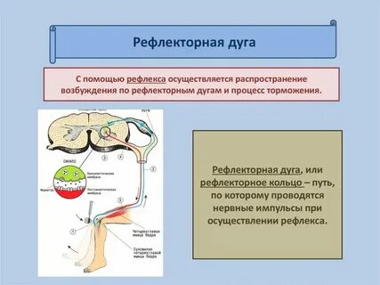 От чего зависит время рефлекса