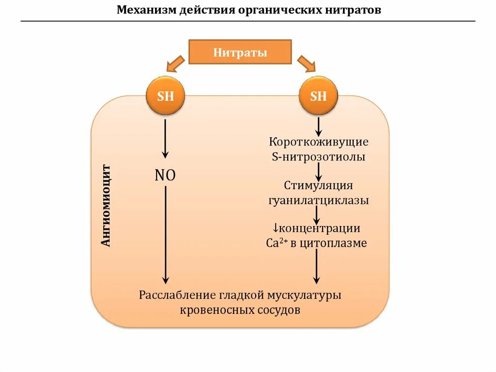 Группы органических нитратов. Механизм действия антиангинальных нитраты. Механизм антиангинального действия органических нитратов. Нитраты препараты механизм действия. Механизм действия нитратов схема.