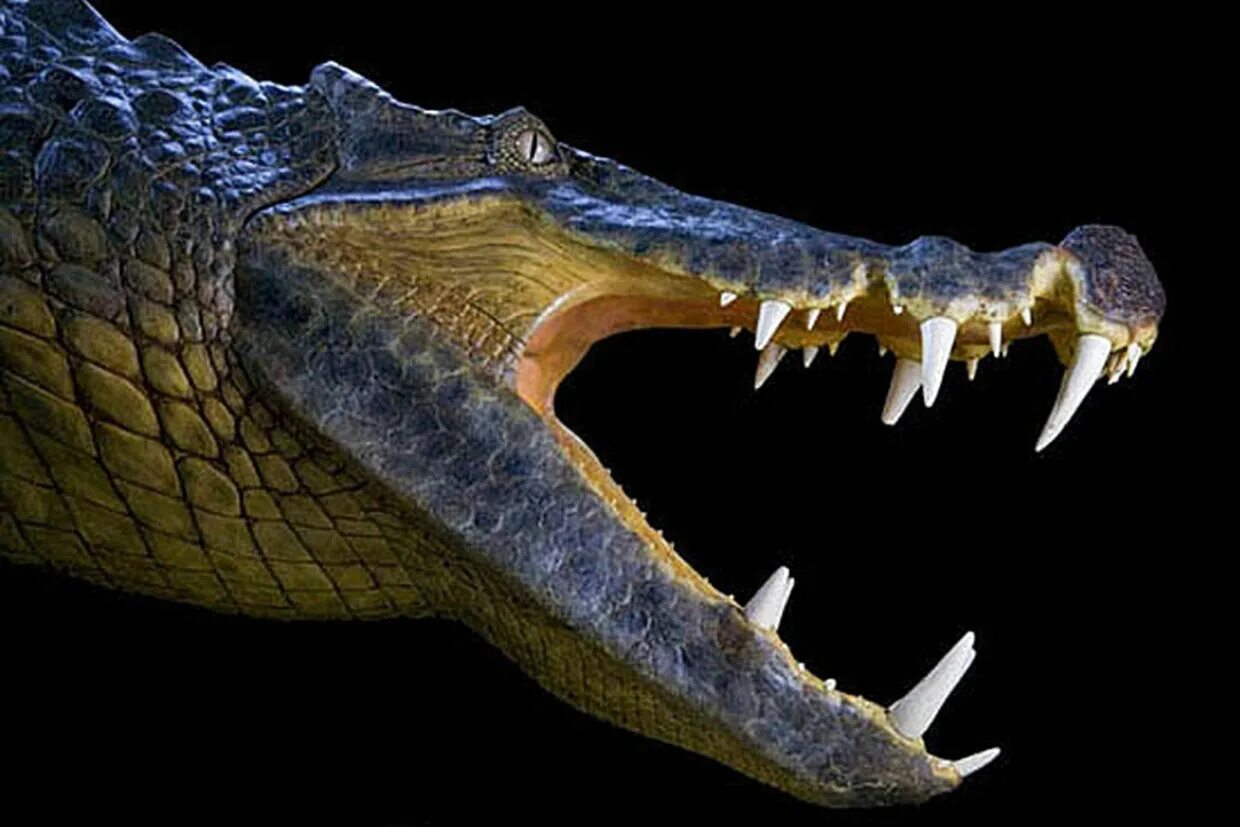 Крокодилы открывают рот. Морда крокодила. Пасть аллигатора. Крокодил с открытой пастью. Пасть крокодила.