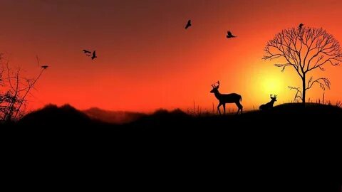 Animal sun