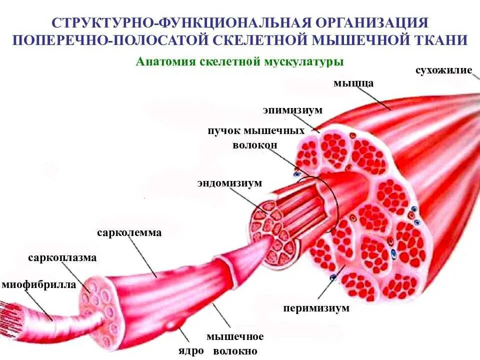 В состав мышцы входит. Строение поперечно полосатого мышечного волокна. Волокна поперечно-полосатой скелетной ткани. Сарколемма и саркоплазма. Строение миофибрилл поперечно-полосатого мышечного волокна.