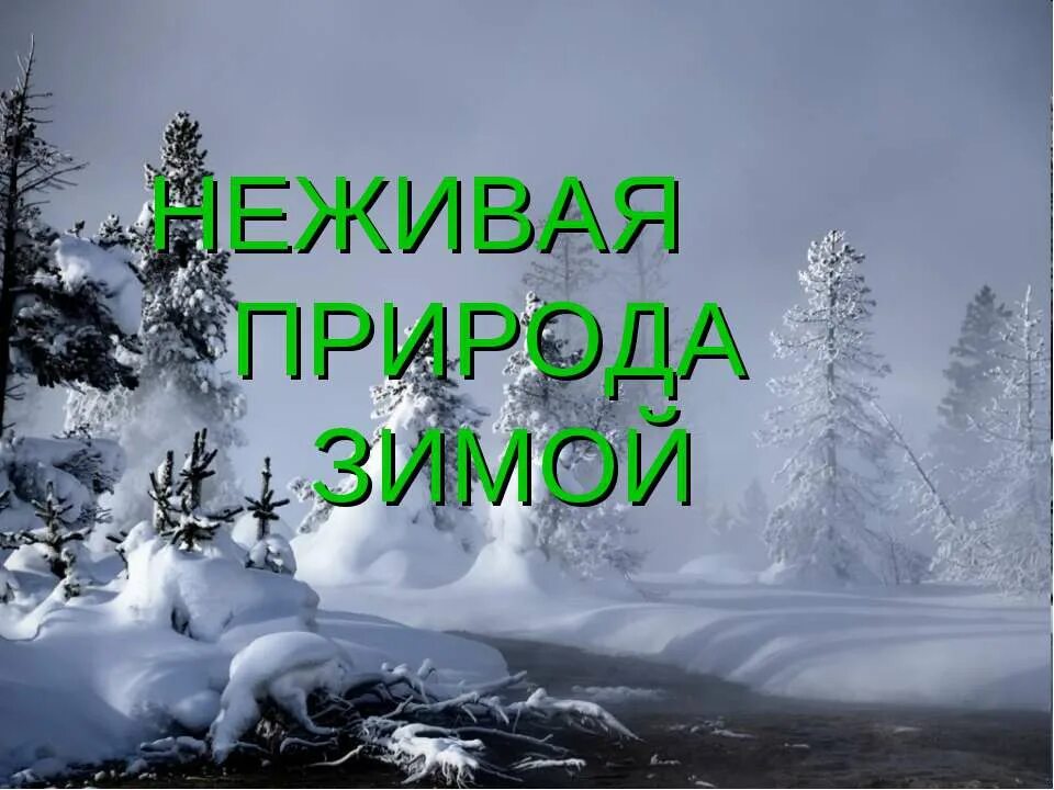 Зима живая и неживая. Зима в живой природе. Живая природа зимой 2 класс. Живая природа и неживая природа зимой. Проект неживая природа зимой.