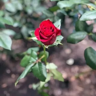 Prestige rose