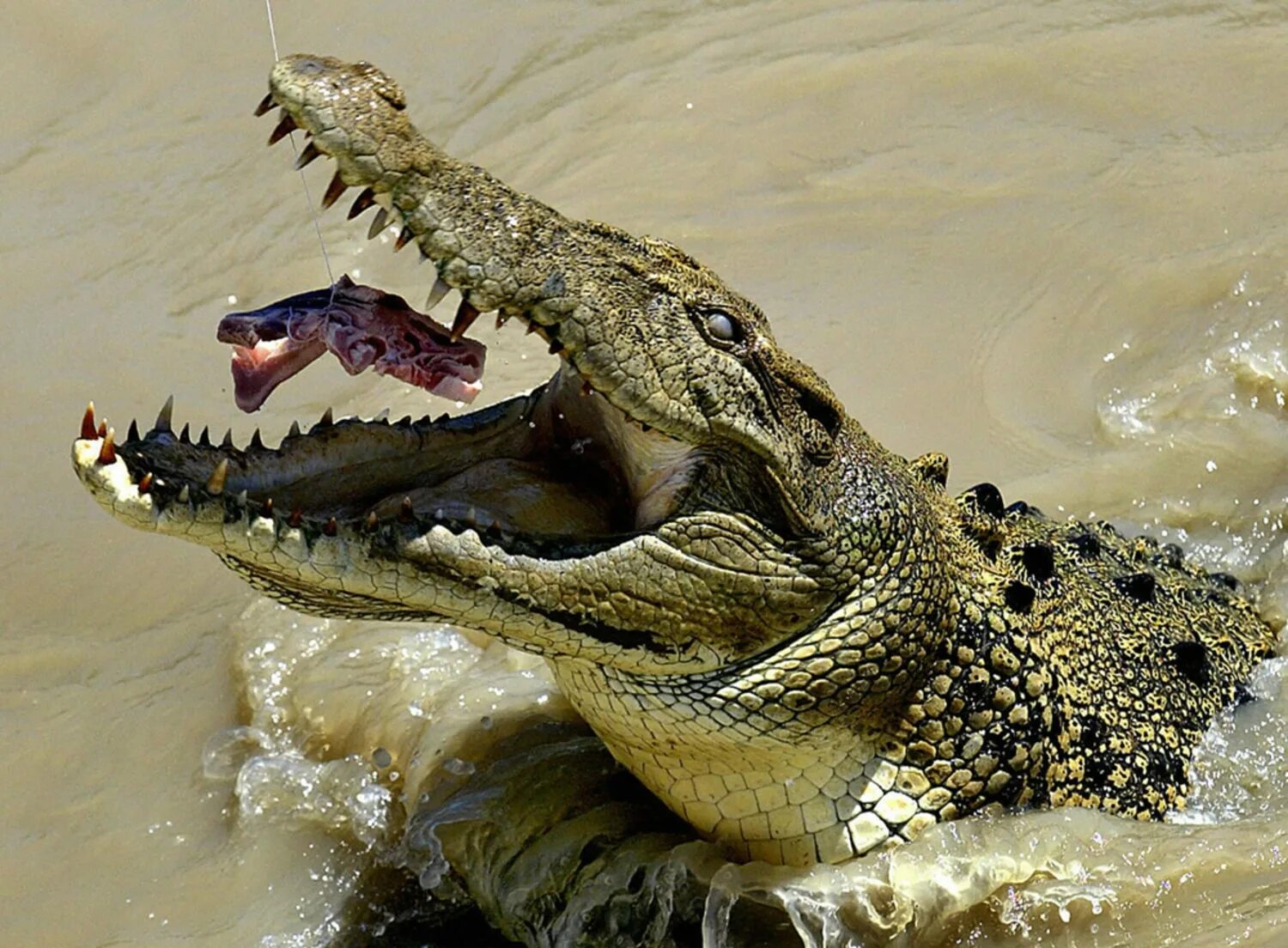Большая крокодила где послушать. Гребнистый крокодил. Нильский и гребнистый крокодил. Нильский крокодил и Аллигатор. Гребнистый крокодил в Австралии.