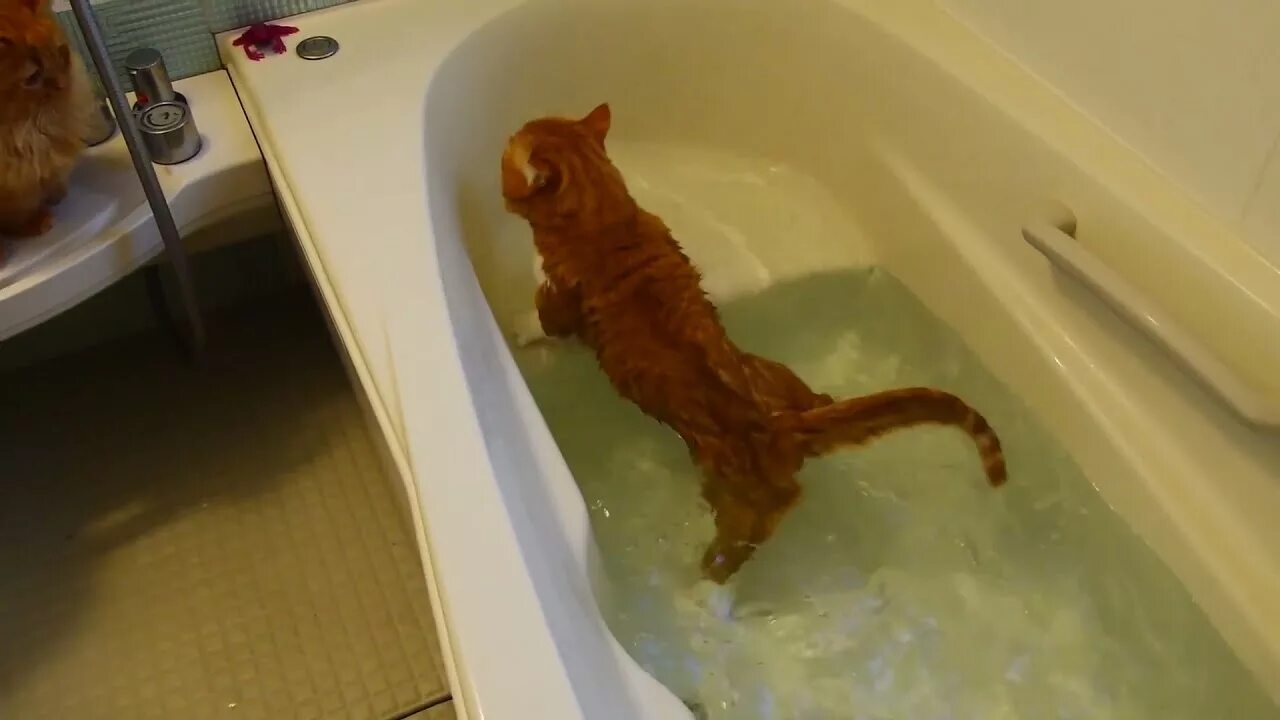 Котенок плавает в ванне. Говорящий кот нормально. Видео кот в ванной. Кошка моется в ванной. Видео кот в ванной.