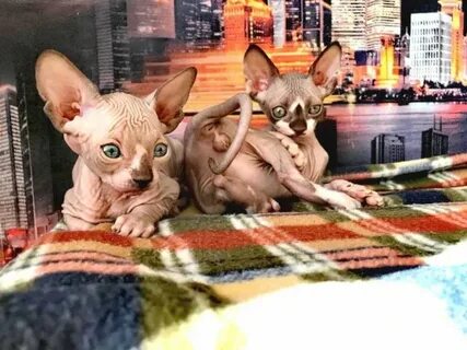 Котята сфинкса барнаул