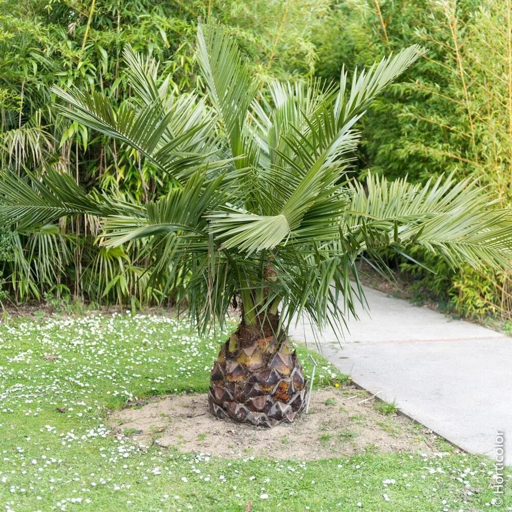 Юбея чилийская. Jubaea chilensis (юбея чилийская). Jubaea chilensis (юбея чилийская). Jubaea chilensis (юбея чилийская). Юбея чилийская (jubaea chilensis) слоновая пальма.