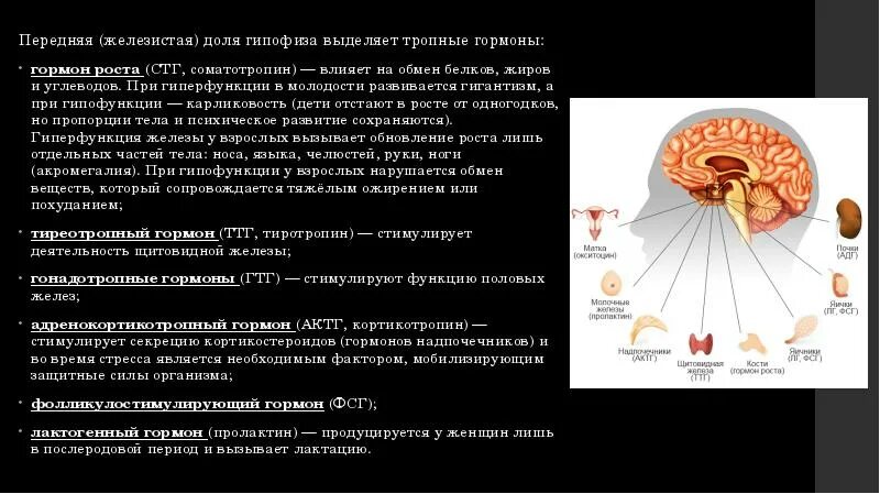 Гипофиз выделение гормонов. Гормоны передней доли гипофиза. Тропные гормоны передней доли. Тропные гормоны передней доли гипофиза.