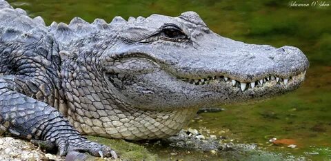 Fv alligator