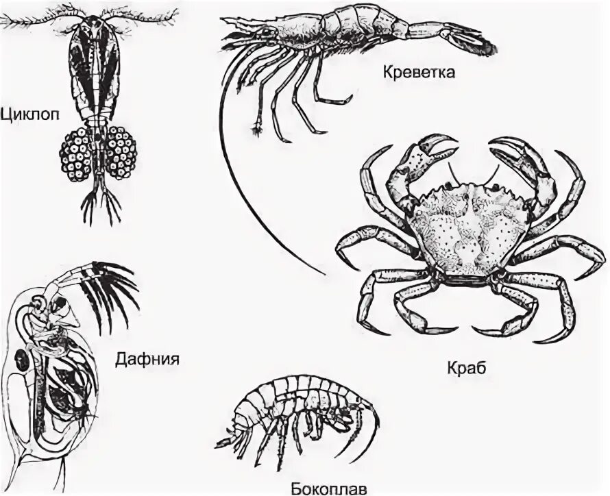 Ракообразные дафния и Циклоп. Строение дафнии и циклопа. Бокоплав ракообразные схема. Дафнии циклопы бокоплавы. Циклоп краб