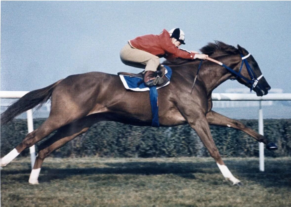 Скаковая лошадь секретариат. Секретариат. Секретариат белмонт стейкс. Секретариат белмонт стейкс. Секретариат хопуя.