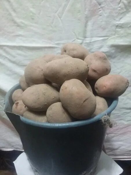 Сорт картофеля чугунка