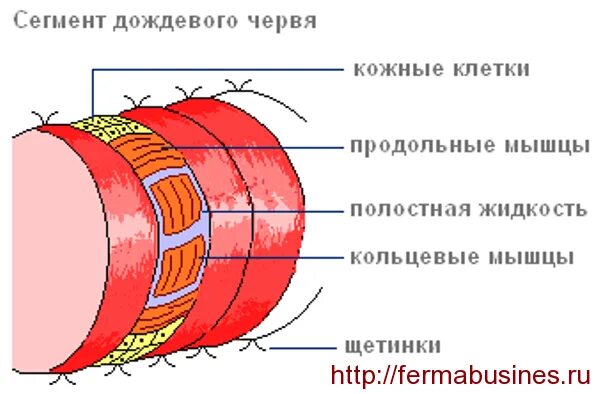 Кожно мускульная клетка передвижения. Мышечная система дождевого червя. Слом мускулатуоы дождевого червя. Слои мышц кольчатых червей. Кольцевые и продольные мышцы у дождевого червя.