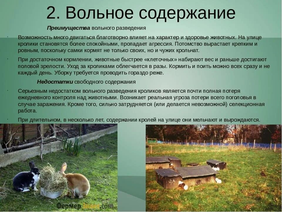 Разведение содержание. Вольное содержание. вольное содержание кроликов. вольное разведение кроликов. презентация на тему кормление кроликов.