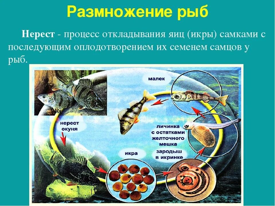 Где происходит нерест
