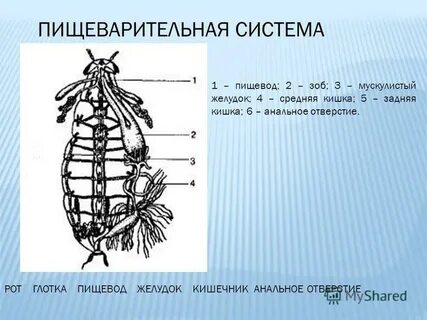 Пищеварение насекомых