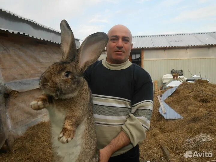 Купить кроликов в воронежской области. Кролик Фландр. Крольчата фландера. Домик для больших кроликов фландер. Флаундер кролика порода.